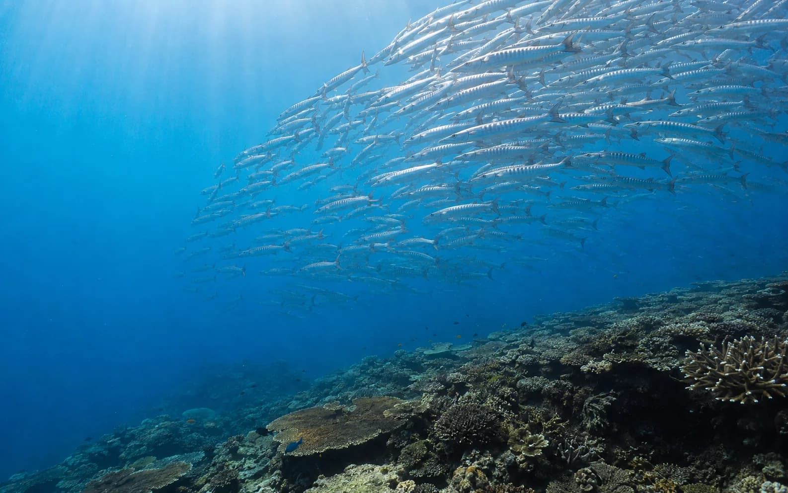 A large school of barracuda above the reef drop-off at Tulapos Marine Sanctuary
