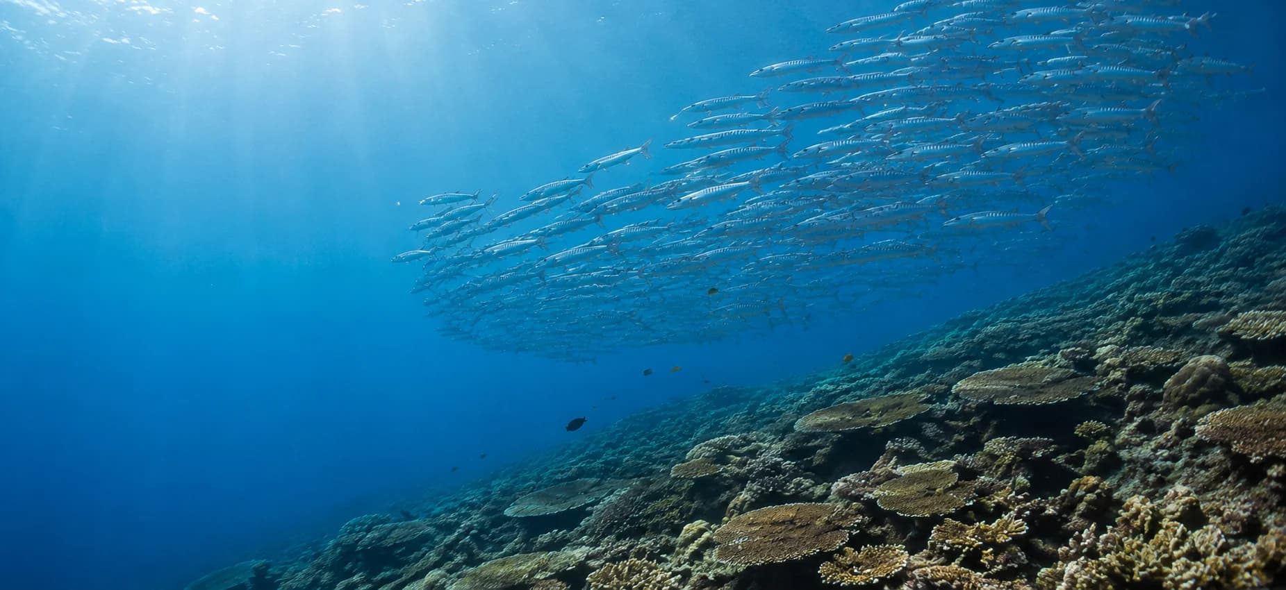 A school of barracuda sweeping above the coral reef at Tulapos Marine Sanctuary