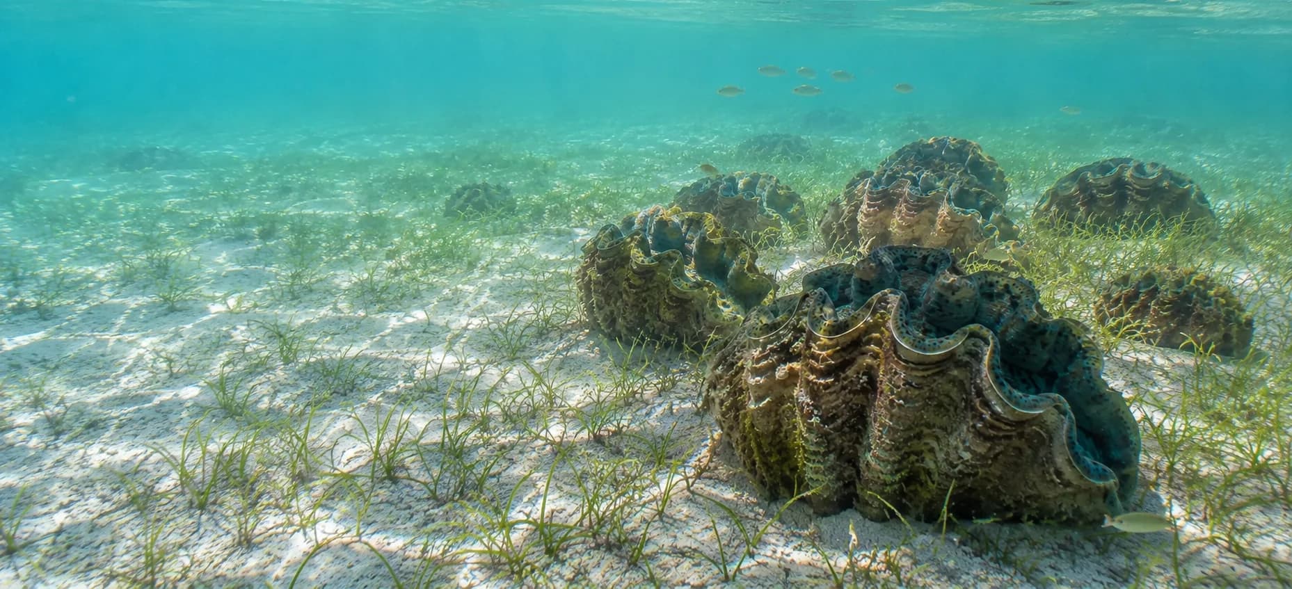 Giant clams growing across the shallow seagrass beds at Tulapos