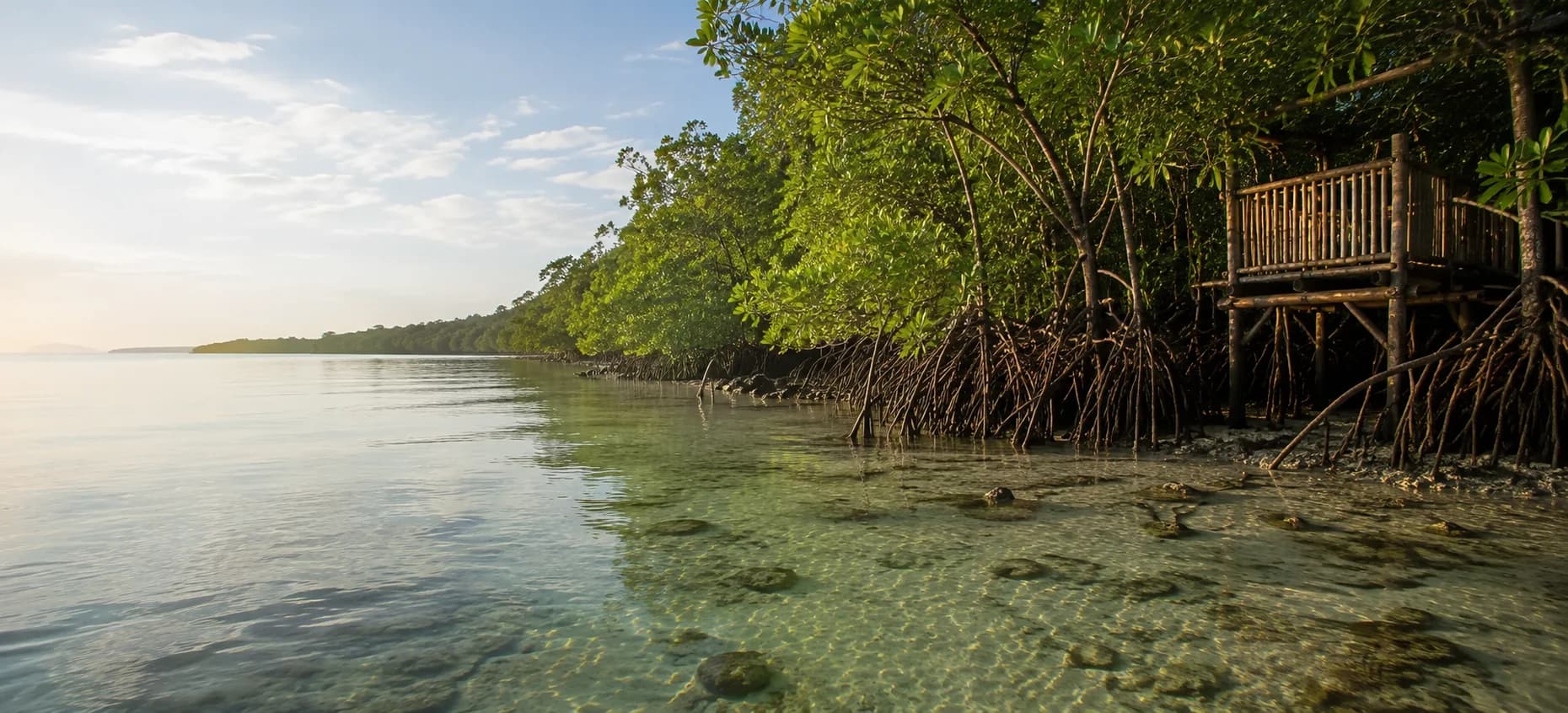 The calm mangrove shoreline and bamboo viewing deck at Tulapos