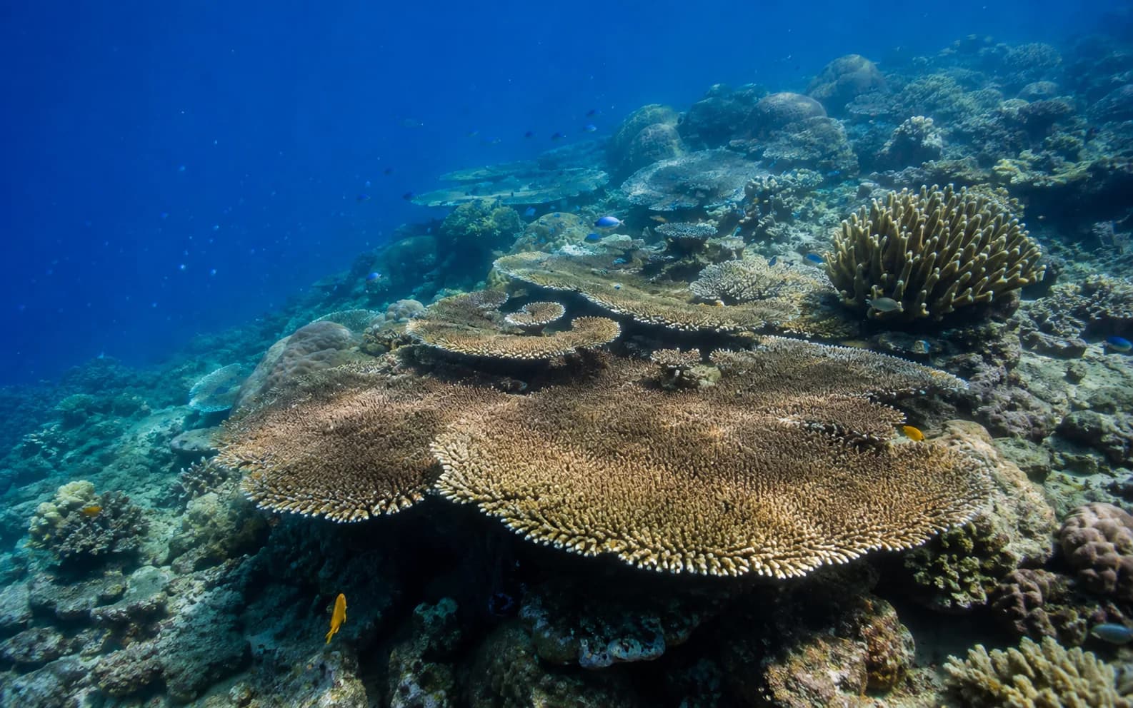 Layered table corals and reef fish on the outer slope at Tulapos Marine Sanctuary